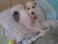 Dorinha