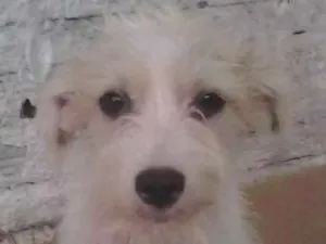 Cachorro raça Srd idade 7 a 11 meses nome Dorinha