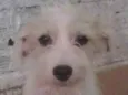 Dorinha