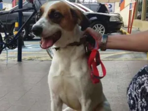 Cachorro raça vira-lata idade 3 anos nome Nino