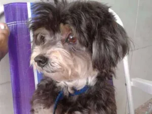 Cachorro raça Poodle/York idade 6 ou mais anos nome Bob