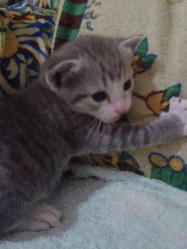 Gato raça SRD idade Abaixo de 2 meses nome Sem Nome