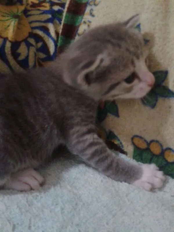 Gato raça SRD idade Abaixo de 2 meses nome Sem Nome