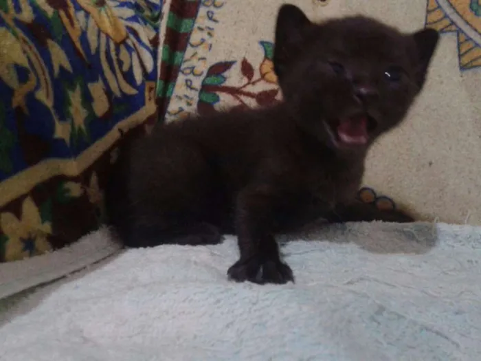 Gato raça SRD idade Abaixo de 2 meses nome Sem Nome