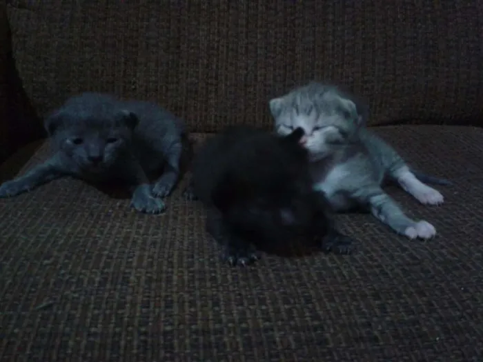 Gato raça SRD idade Abaixo de 2 meses nome Sem Nome