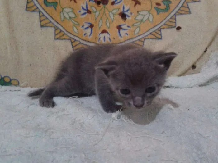 Gato raça SRD idade Abaixo de 2 meses nome Sem Nome