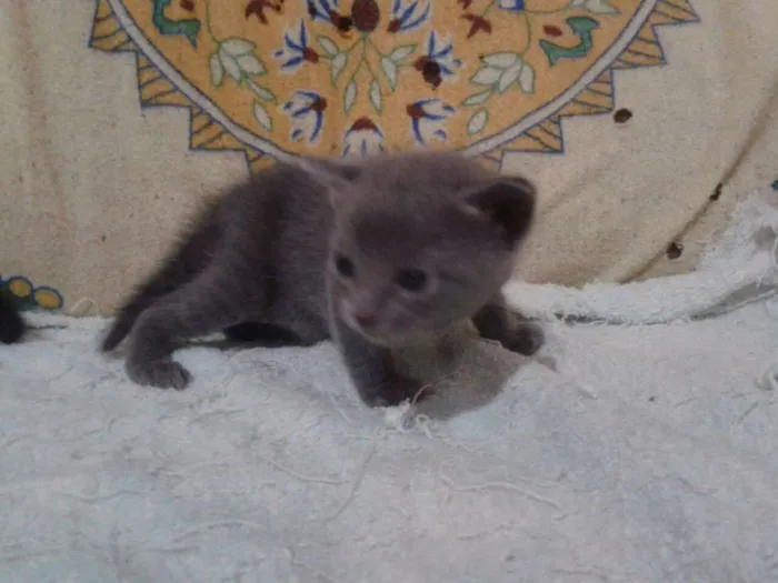 Gato raça SRD idade Abaixo de 2 meses nome Sem Nome