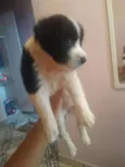 Não tem
