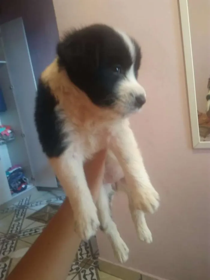 Cachorro raça Srd idade Abaixo de 2 meses nome Não tem