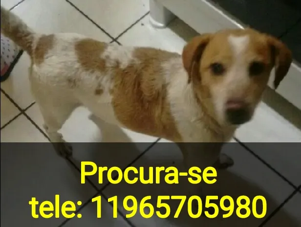 Cachorro ra a vira lata idade 1 ano nome manchadinho GRATIFICA