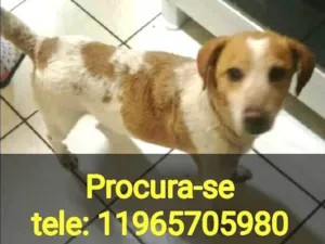 Cachorro raça vira lata idade 1 ano nome manchadinho GRATIFICA