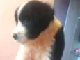 Não tem