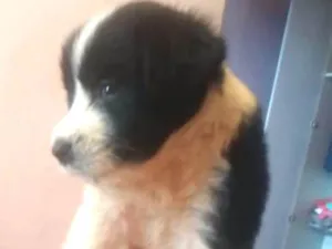 Cachorro raça Srd idade Abaixo de 2 meses nome Não tem
