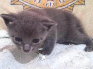 Gato raça SRD idade Abaixo de 2 meses nome Sem Nome
