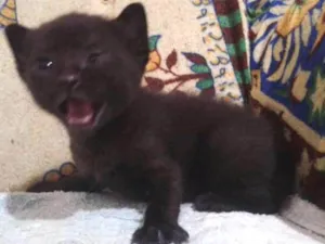 Gato raça SRD idade Abaixo de 2 meses nome Sem Nome