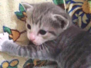 Gato raça SRD idade Abaixo de 2 meses nome Sem Nome