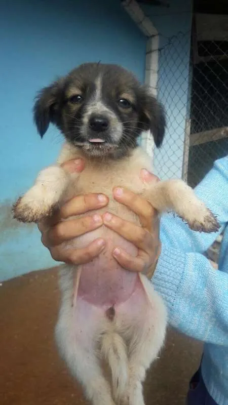 Cachorro ra a SRD idade Abaixo de 2 meses nome Filhotes SRD