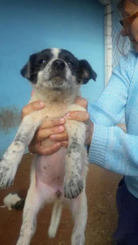 Cachorro ra a SRD idade Abaixo de 2 meses nome Filhotes SRD