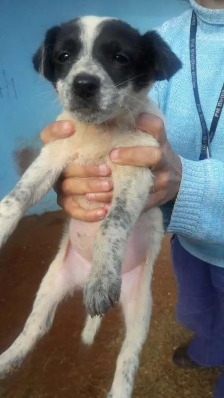 Cachorro ra a SRD idade Abaixo de 2 meses nome Filhotes SRD