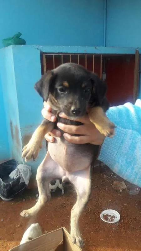 Cachorro ra a SRD idade Abaixo de 2 meses nome Filhotes SRD