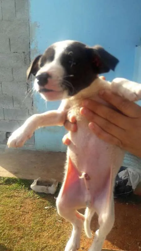 Cachorro ra a SRD idade Abaixo de 2 meses nome Filhotes SRD