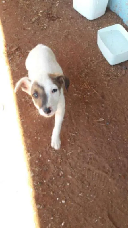 Cachorro ra a SRD idade Abaixo de 2 meses nome Filhotes SRD
