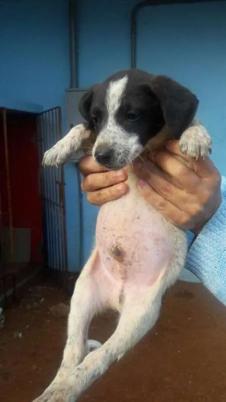 Cachorro ra a SRD idade Abaixo de 2 meses nome Filhotes SRD