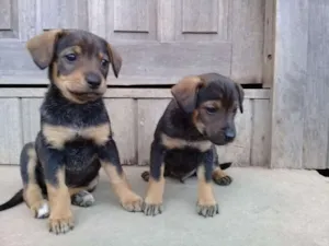 Cachorro raça Vira lata idade Abaixo de 2 meses nome Sem nome no momento.