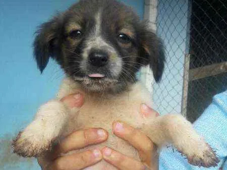 Cachorro ra a SRD idade Abaixo de 2 meses nome Filhotes SRD