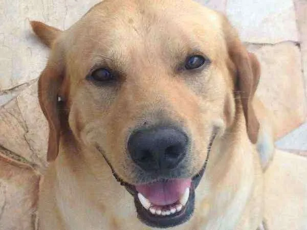 Cachorro ra a Vira lata idade 6 ou mais anos nome Jhonny