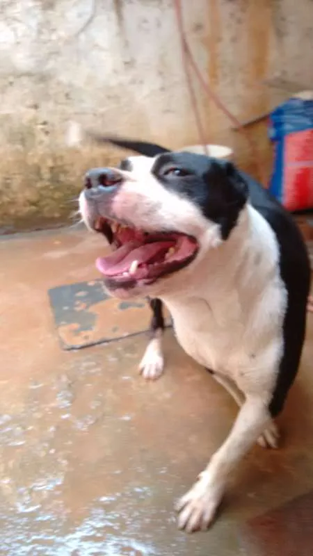 Cachorro ra a Pit-Bull idade 6 ou mais anos nome Tyson