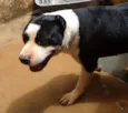 Tyson