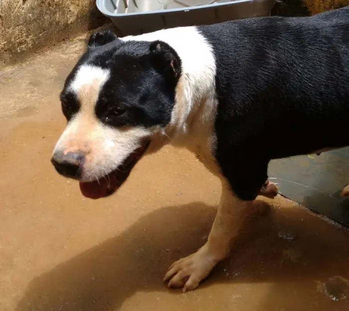Cachorro ra a Pit-Bull idade 6 ou mais anos nome Tyson
