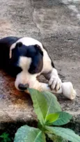 Tyson