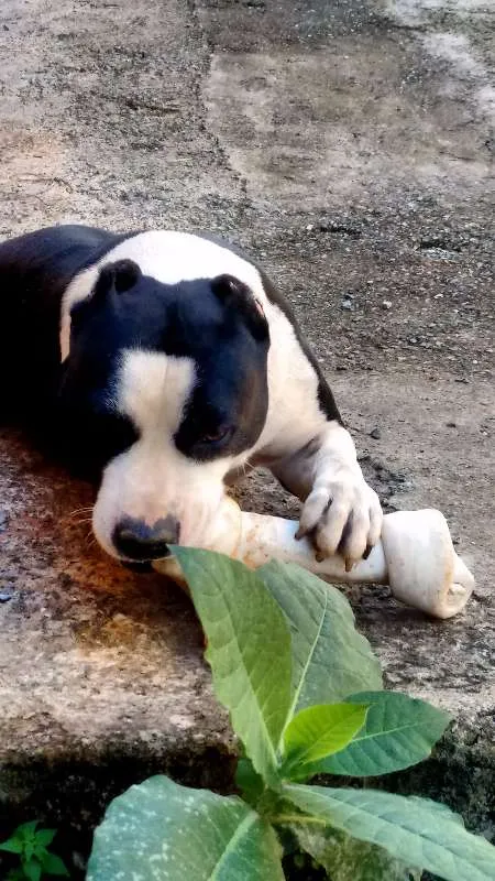 Cachorro ra a Pit-Bull idade 6 ou mais anos nome Tyson