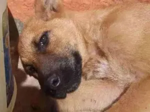Cachorro raça Vira lata idade 2 a 6 meses nome Spike e Gaspar