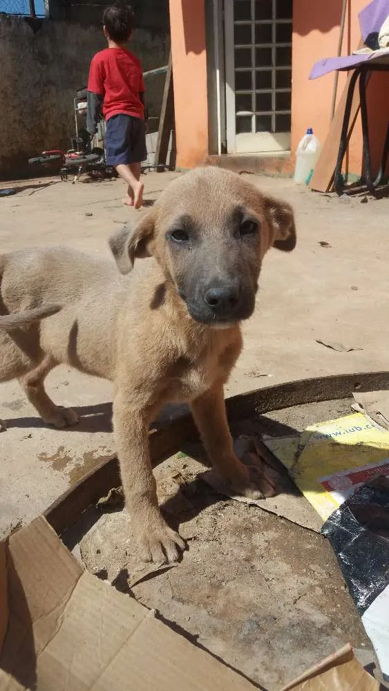 Cachorro ra a Vira lata idade 2 a 6 meses nome Spike e Gaspar