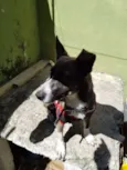 Ralf