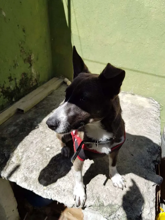 Cachorro ra a Indefinida idade 1 ano nome Ralf
