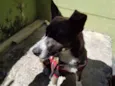 Ralf