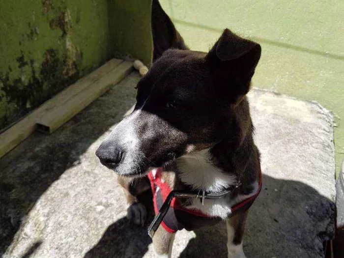 Cachorro ra a Indefinida idade 1 ano nome Ralf