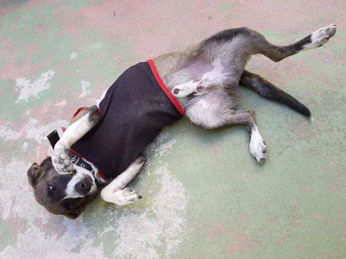 Cachorro ra a Indefinida idade 1 ano nome Ralf