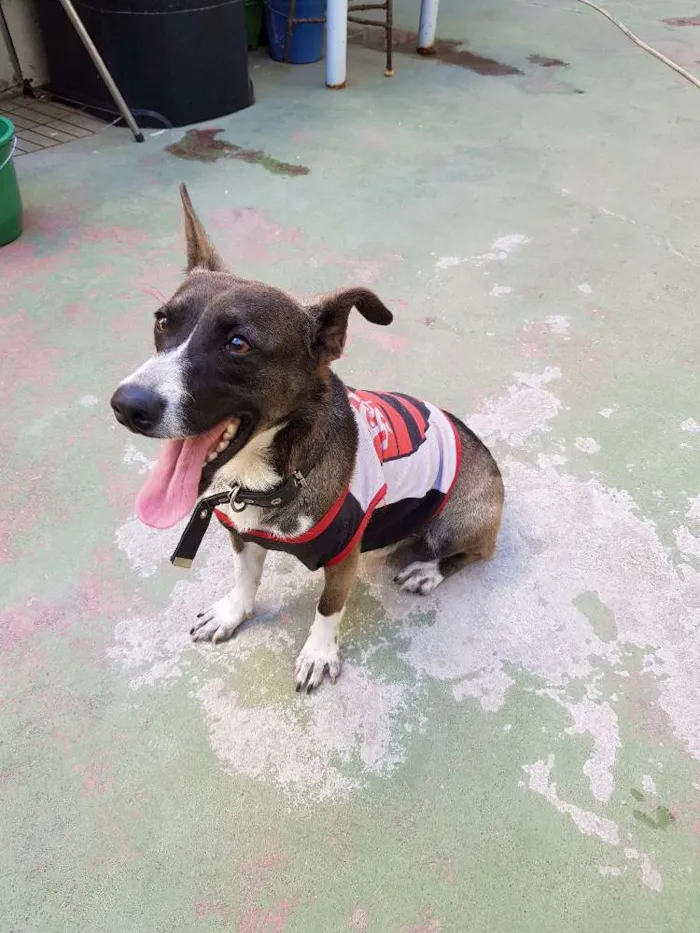 Cachorro ra a Indefinida idade 1 ano nome Ralf