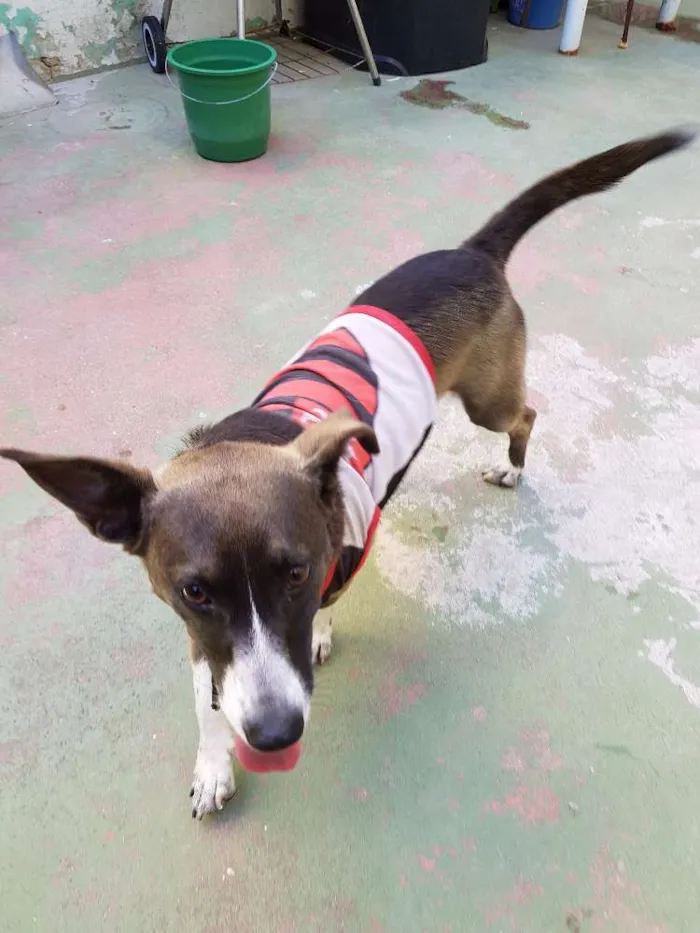 Cachorro ra a Indefinida idade 1 ano nome Ralf