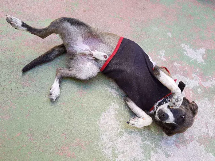 Cachorro ra a Indefinida idade 1 ano nome Ralf