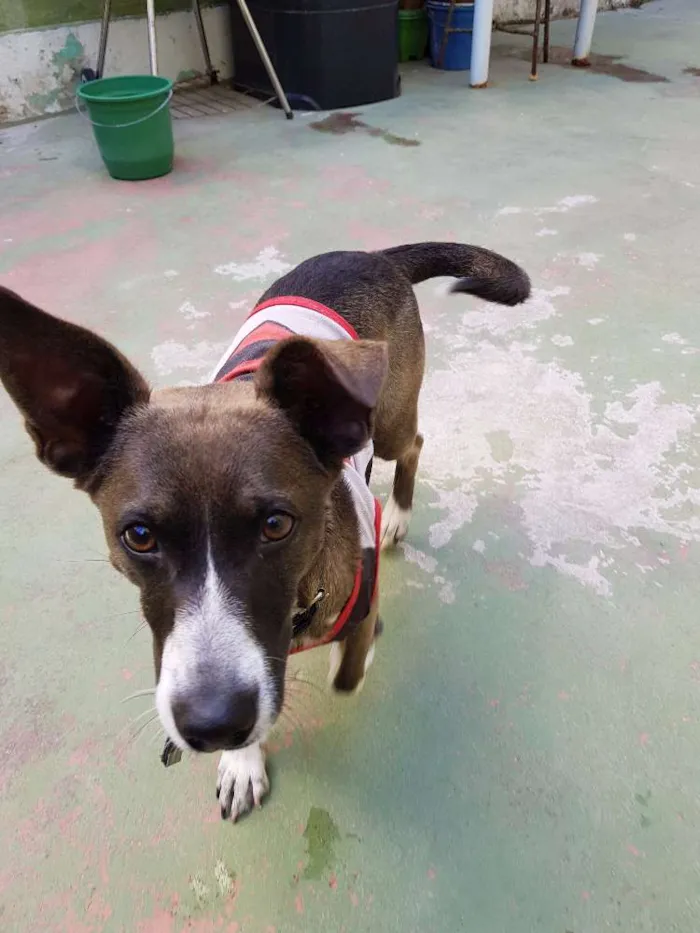 Cachorro ra a Indefinida idade 1 ano nome Ralf