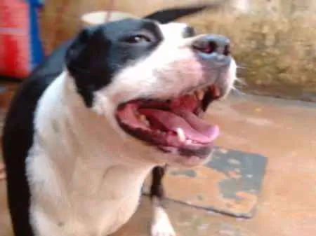 Cachorro ra a Pit-Bull idade 6 ou mais anos nome Tyson