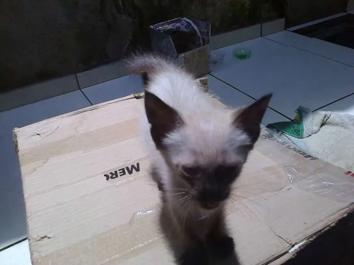 Gato ra a aparentemente siamês  idade Abaixo de 2 meses nome Sem nome