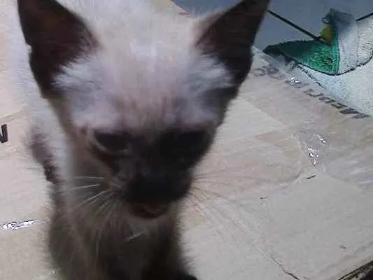 Gato ra a aparentemente siamês  idade Abaixo de 2 meses nome Sem nome