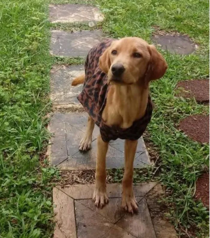 Cachorro ra a Labrador Misturado idade 1 ano nome Thor